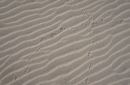 Bird footprints in the sand of a beach, closeup of photo