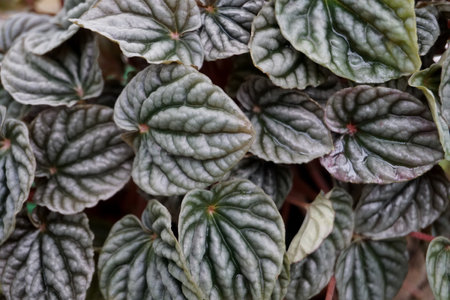 Close up of green leaves of Begonia officinalis plant.の写真素材