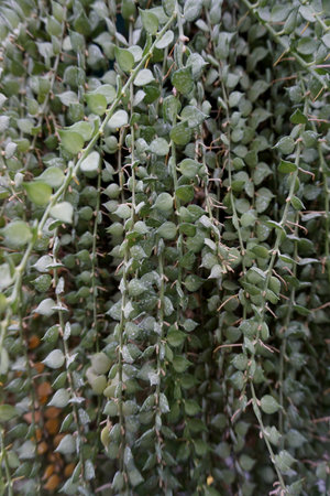 leaves with dew drops in the gardenの写真素材
