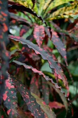 Close up of colorful variegated leaves of Croton plant.
