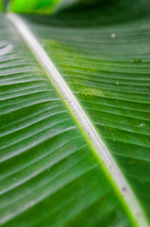 background, banana, beautiful, beauty, botanical, bright, close, closeup, color, detail, drop, ecologyの写真素材