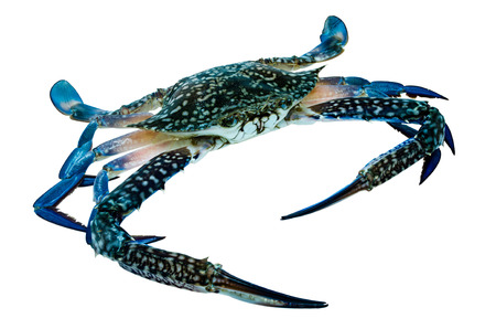 fresh crabの写真素材