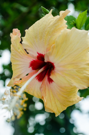 Yellow Hibiscus in my garden.の写真素材