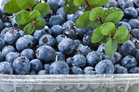 blueberries in plastic container boxの写真素材