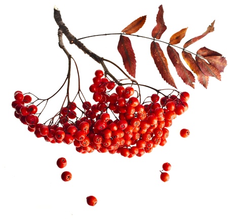 cluster of red rowan berries isolated on whiteの写真素材