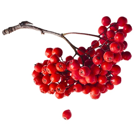 Bunch of red rowan berries isolated on whiteの写真素材
