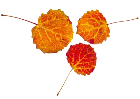 colorful autumnal aspen leaves isolated on white background