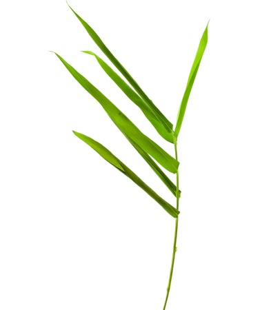 Bamboo leaves isolated on white backgroundの写真素材