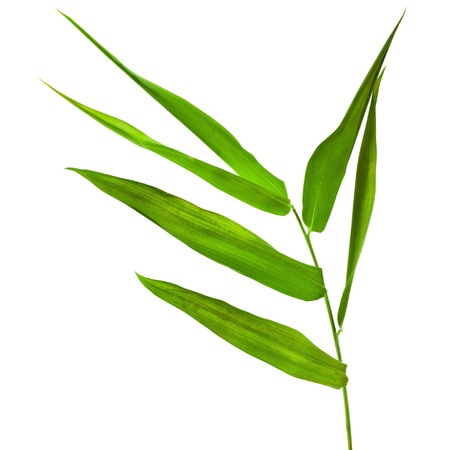 Bamboo leaves isolated on white backgroundの写真素材