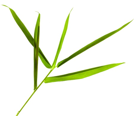 Bamboo leaves isolated on whiteの写真素材