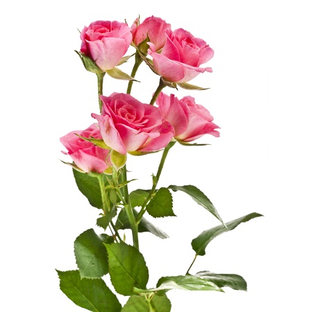 pink rose flower bouquet isolated on white backgroundの写真素材