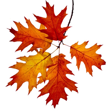 Autumn twig of colored falling leafs of red oak tree   Quercus rubra   isolated on white backgroundの写真素材