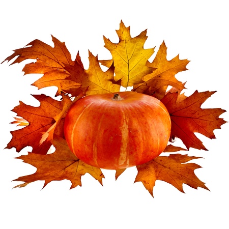 Pumpkin with Colorful autumn leaves red oak  Quercus rubra  isolate on whiteの写真素材