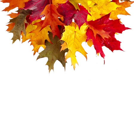 Border of colored falling leafs quercus rubra on white backgroundの写真素材