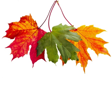 colorful autumn fall leaves maple isolated on white backgroundの写真素材