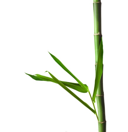 Green bamboo stem Isolated over white backgroundの写真素材