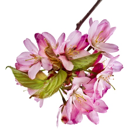 Pink cherry blossom flowers, isolated on whiteの写真素材