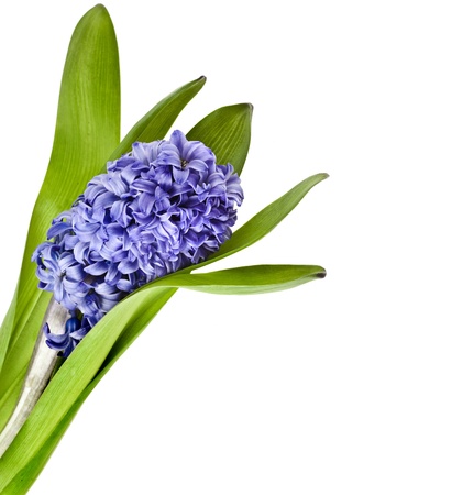 hyacinth flower isolated on a white backgroundの写真素材