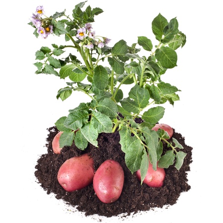 potato plant with tubers in soil isolated on whiteの写真素材