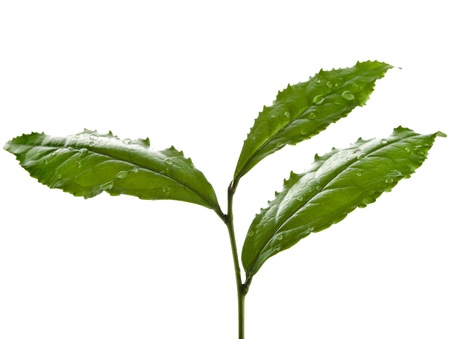 Tea Leaves Plant isolated on a white backgroundの写真素材
