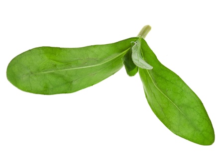 green leaves of calendula flower Isolated on white