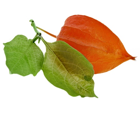 physalis on white backgroundの写真素材