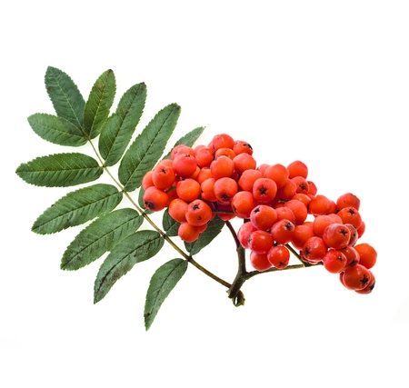 autumn red rowan berries isolated on whiteの写真素材