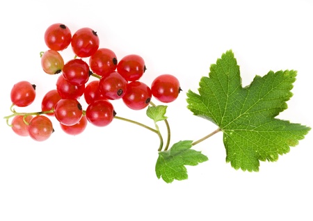 Fresh red currant isolated on white backgroundの写真素材