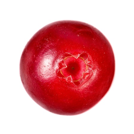 single one cranberry cowberry ball close up extreme macro isolated on white backgroundの写真素材
