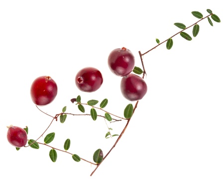 cranberries isolated on white backgroundの写真素材