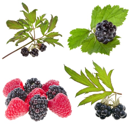 collection set of Blackberry dewberry close up isolation on white background 