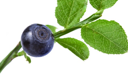 blueberry isolated over a whiteの写真素材
