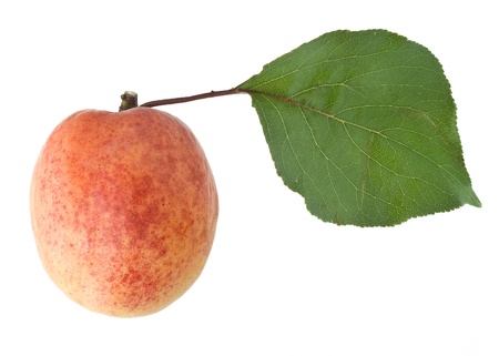 Apricot single close up macro isolated on white backgroundの写真素材