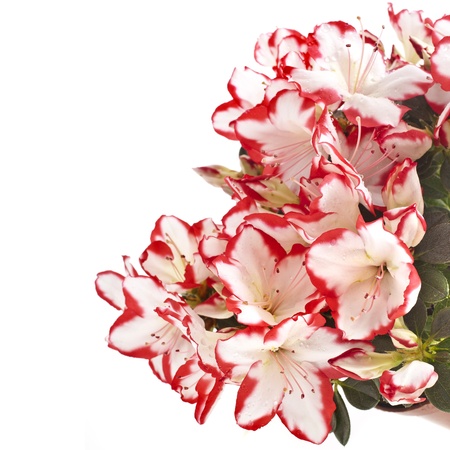 Border of azalea flower in the pot isolated on whiteの写真素材