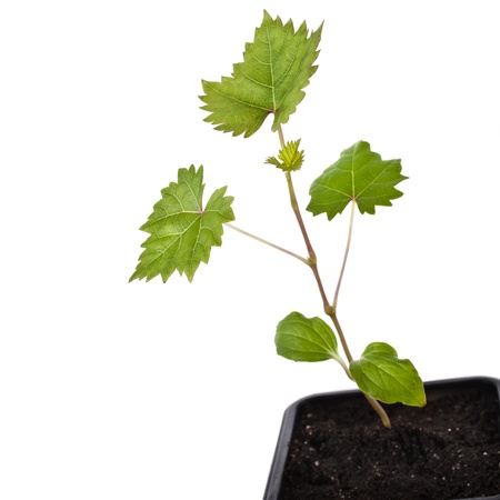 Grape seedlings in a black plastic flowerpot box close up isolated on white backgroundの写真素材