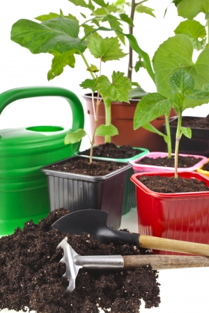 Young Seedlings Sprouts and colored pots isolated on white backgroundの写真素材