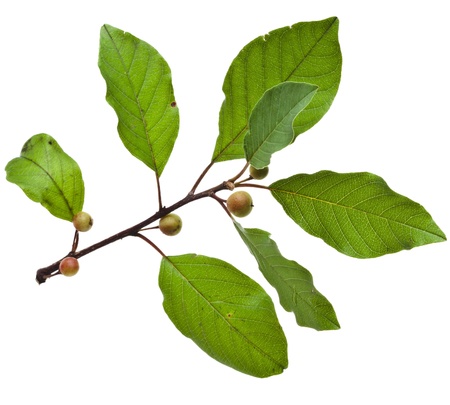 branch green tree isolated on white backgroundの写真素材