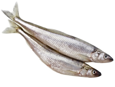 fresh smelts Baltic fish isolated on white backgroundの写真素材