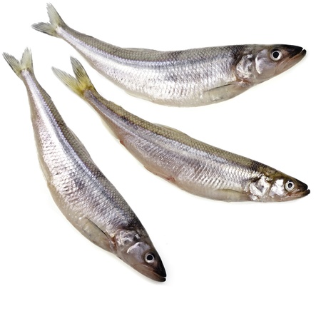 fresh smelts fish isolated on white backgroundの写真素材
