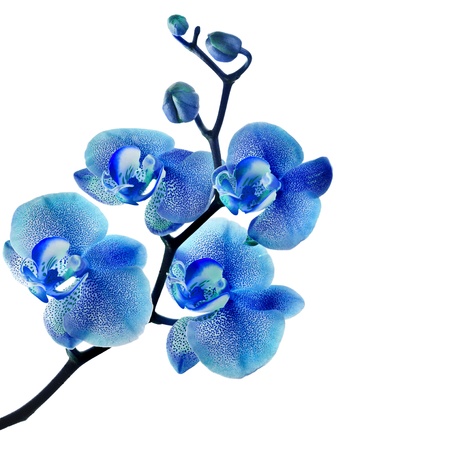 Blue orchid isolated on white backgroundの写真素材