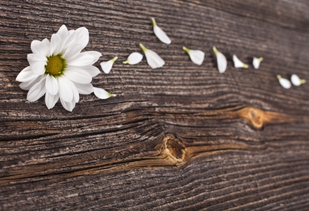 Beauty blossom of daisy on wooden surface backgroundの写真素材