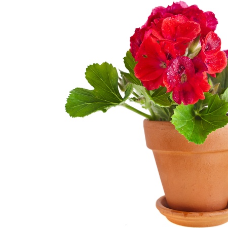 border of geranium flower in a clay pot isolated on white background