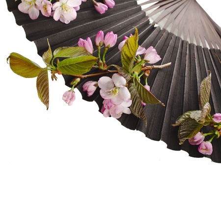 Fresh Flower Sakura in a Black Vintage Japanese Paper Fan Isolated on white backgroundの写真素材