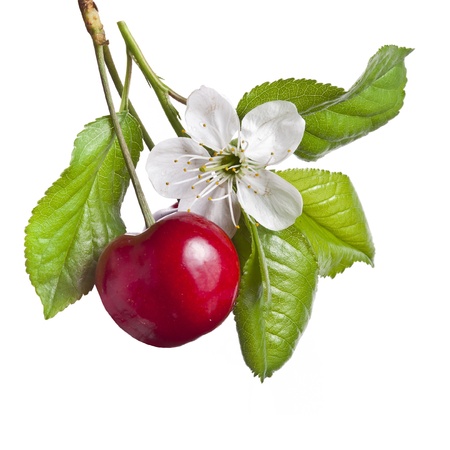 cherry isolated on whiteの写真素材