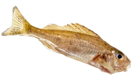 Small ruff fresh fish close up isolated on white backgroundの写真素材