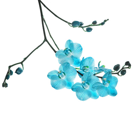 Beautiful flower Orchid, blue phalaenopsis close-up isolated on white backgroundの写真素材