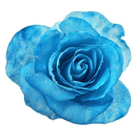 beautiful blue rose with water drops surface close up macro shot isolated on white backgroundの写真素材