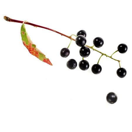 bird cherry branch with berries close up isolated on a white backgroundの写真素材