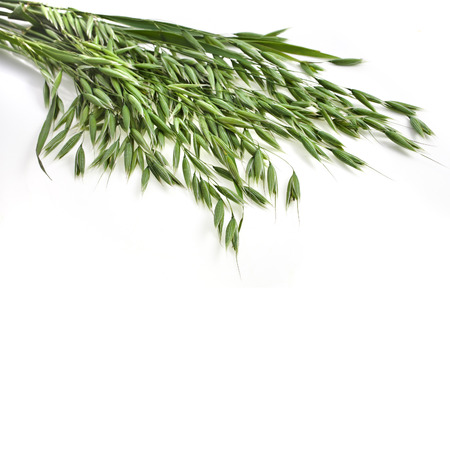 bundle of fresh oat plant close up isolated on white backgroundの写真素材