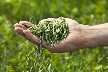 a handful close up of ripe green oats on the background of the summer fieldの写真素材